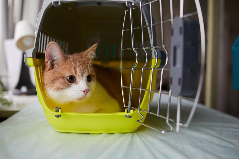 Preparation for Air Travel with your Cat