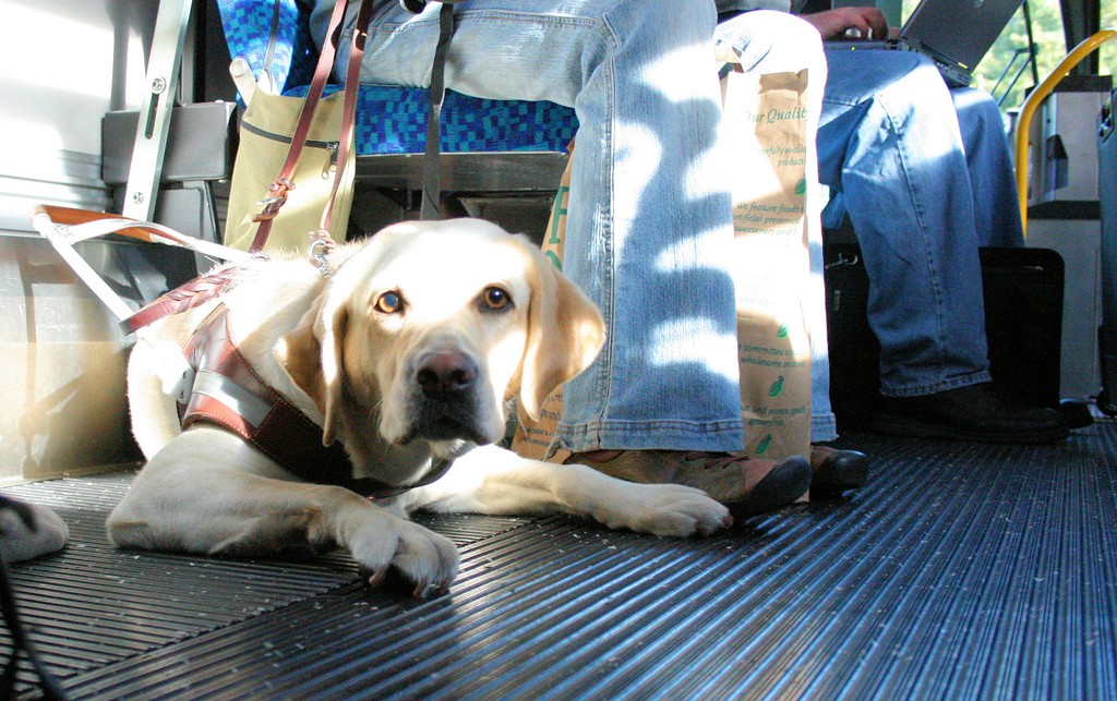 Greyhound-Service-Dog