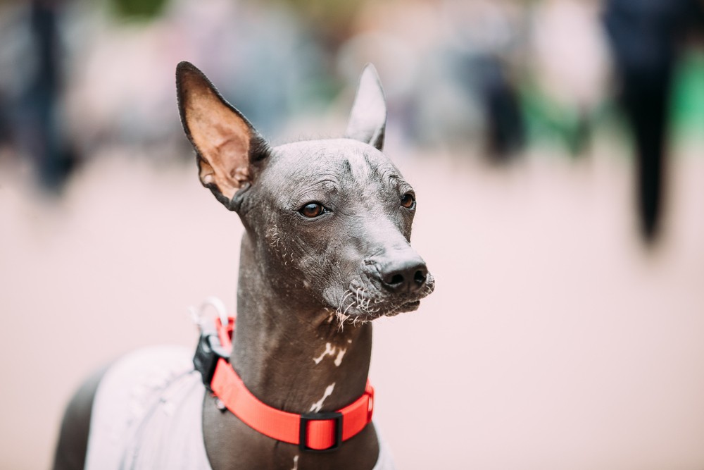 mexican-hairless-dog-in-outfit-playing-in-city-par-2021-08-26-23-06-05-utc