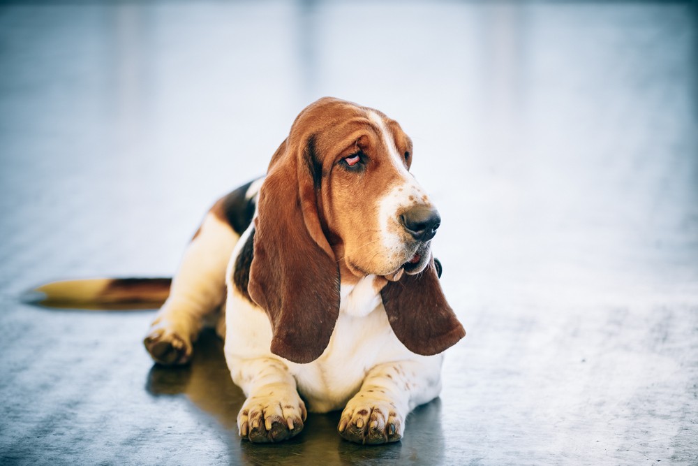 white-and-brown-basset-hound-dog-2023-11-27-05-13-44-utc