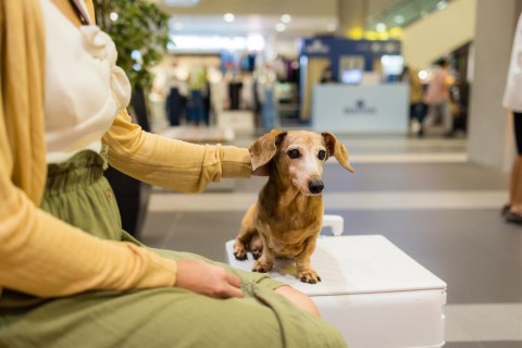 Traveling with Your Dog or Cat in the Cabin - Essential Guidance