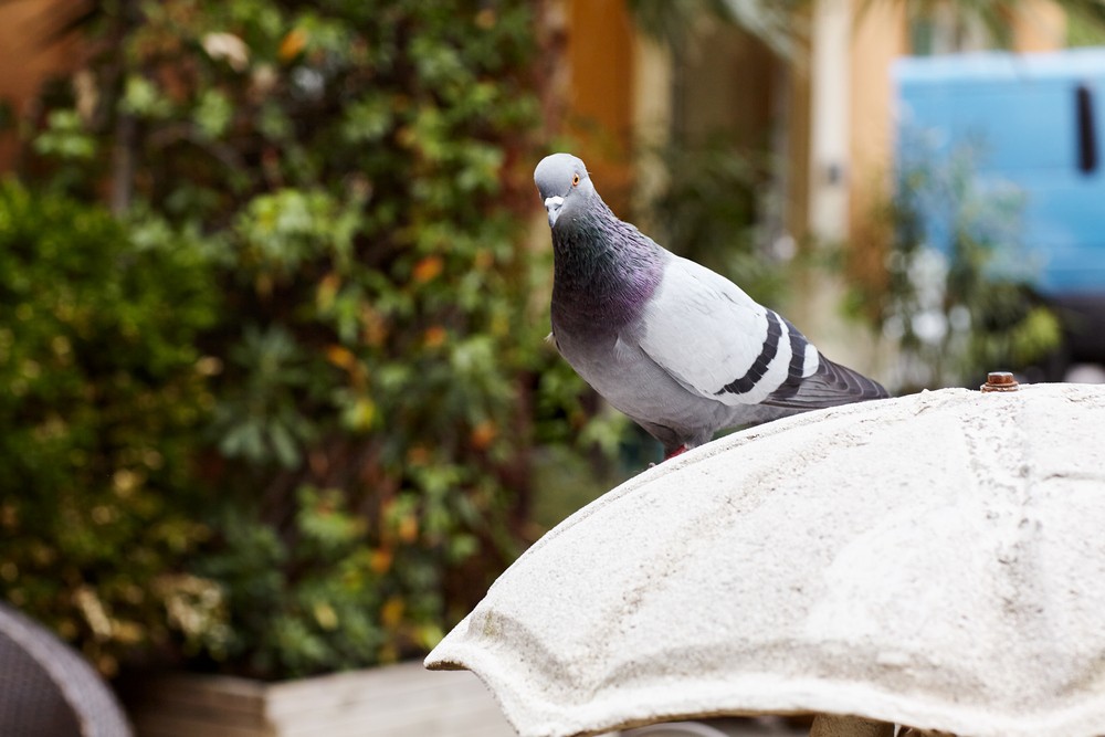 Zoological Tales of Transport: Why is that pigeon not flying?