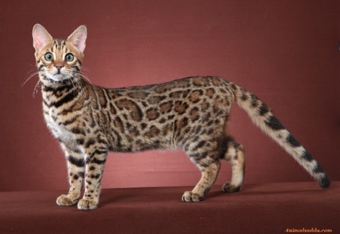 The Breed Report: Hybrid Cats
