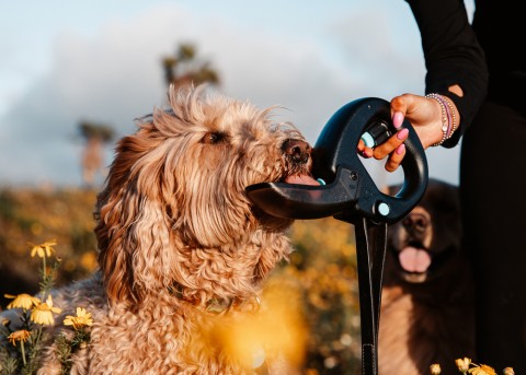 Choosing the Right Dog Water Bottle for Every Adventure