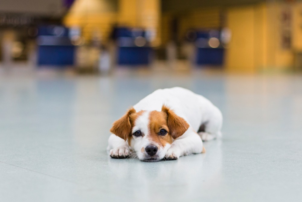 So…what do I need to know regarding traveling with my pet in-cabin?