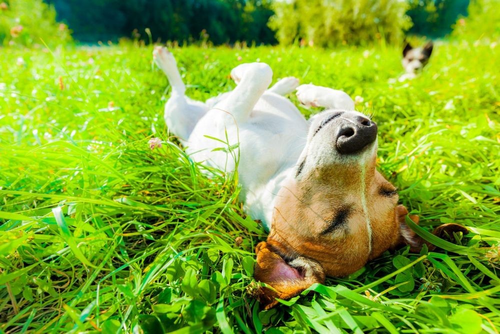 Summer Pet Travel Temperature Warning