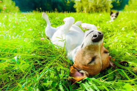 Pet Travel Safety Tips: Summer Pet Travel Temperature Warning